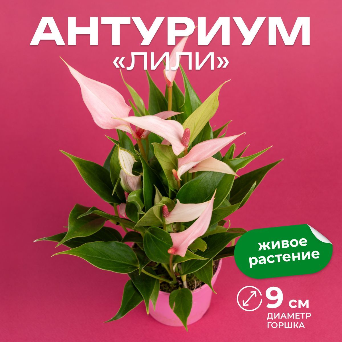 Антуриум Лили (Anthurium Lilli), лучевидный новый сорт, дм 9 см, выс 30-40 см