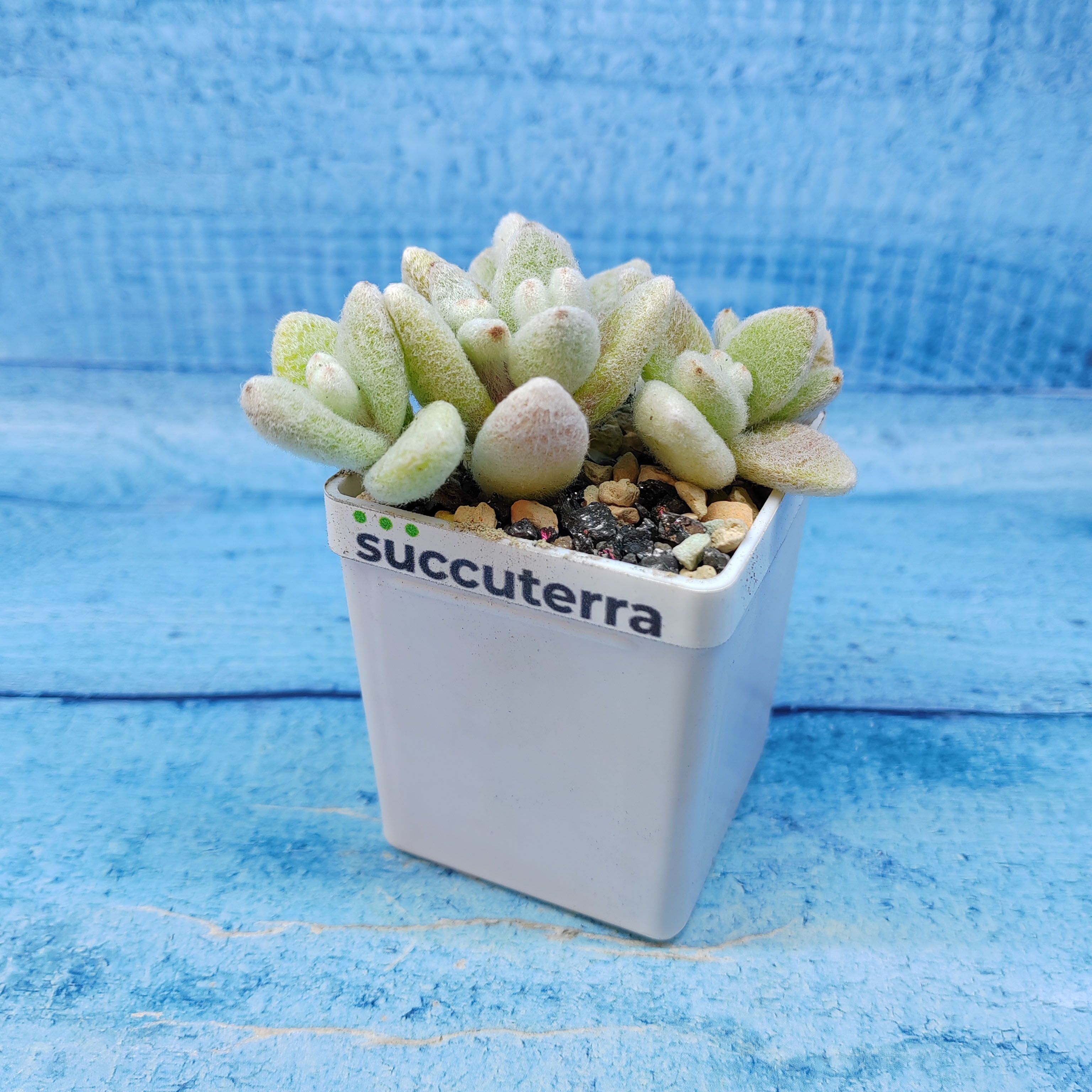 Суккулент Kalanchoe Eriophylla (Каланхоэ). Диаметр горшка 5 см. Субстрат Succuterra Classic и фирменный горшочек в комплекте.