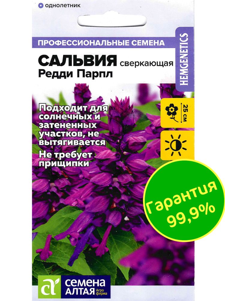 Сальвия Редди Парпл сверкающая(图3)