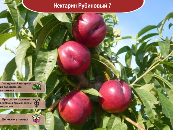 Растение нектарин как выглядит Дерево персик в саду: посадка и уход за персиком, фото сортов, видео