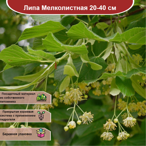 Липа Мелколистная 20-40 см - купить с доставкой по выгодным ценам в ...