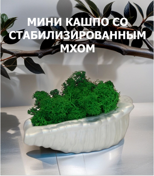 Мини кашпо со стабилизированным мхом, Ракушка - купить с доставкой по ...