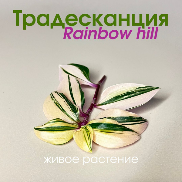 Традесканция Rainbow Hill Tricolor, 2 шт, триколор купить на OZON по ...