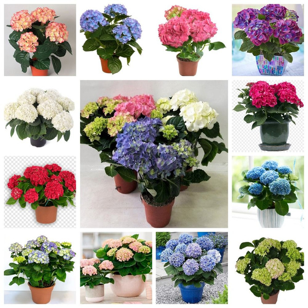 Гортензия микс - купить по выгодным ценам в интернет-магазине OZON ...