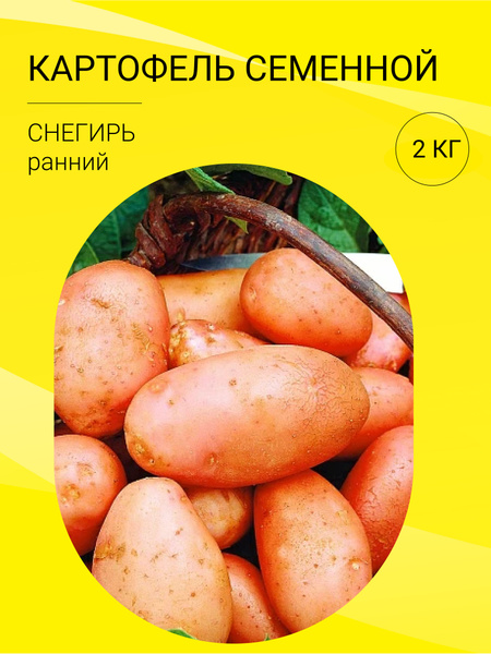 Картофель картофель на посадку 2 кг - купить по выгодным ценам в ...