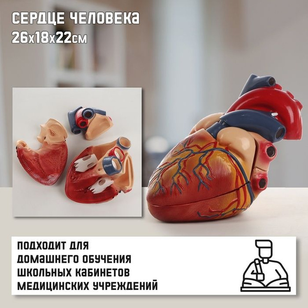 Макет "Сердце человека" 26*18*22см - купить с доставкой по выгодным ...