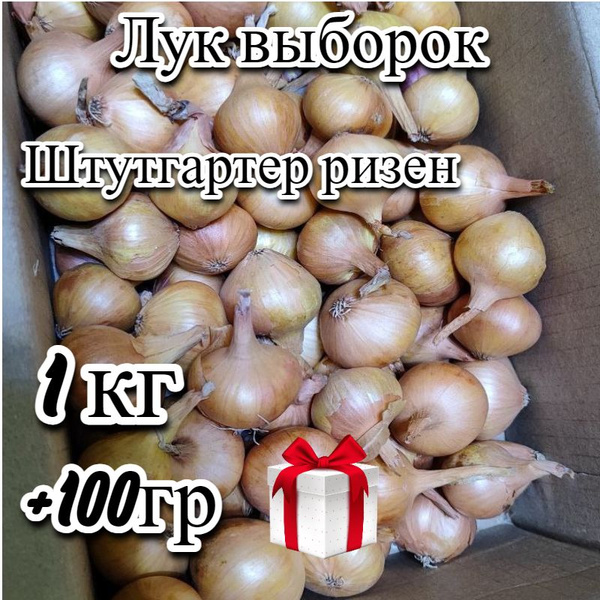 Лук, Лук севок Выборка - купить по выгодным ценам в интернет-магазине ...