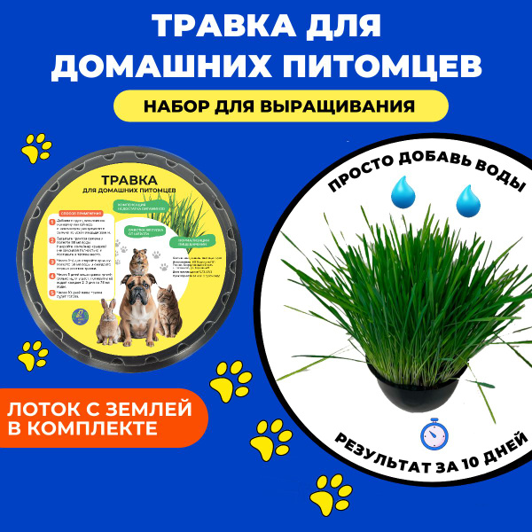 Травка для кошек, набор для посадки, лакомство для кошек и собак в ...