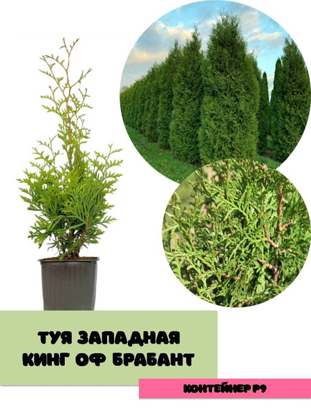 Туя западная Кинг оф Брабант - купить с доставкой по выгодным ценам в ...