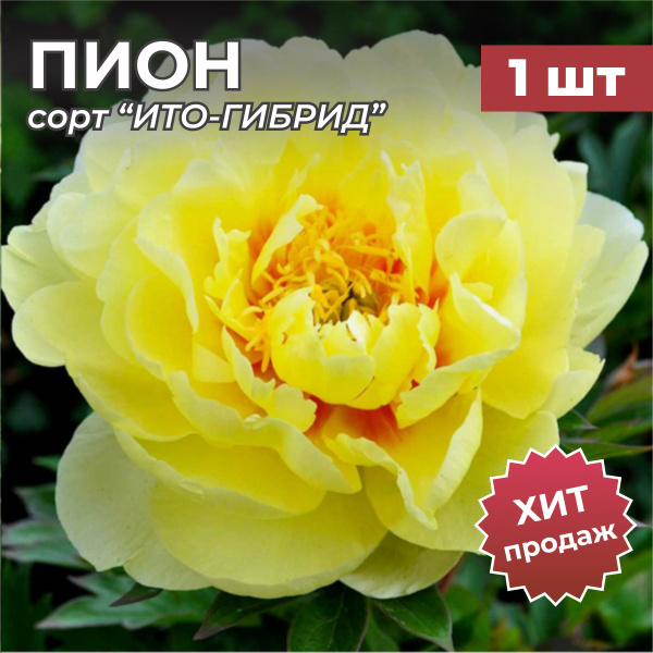 Клубни Пионы Калатея купить по выгодной цене в интернет-магазине OZON ...