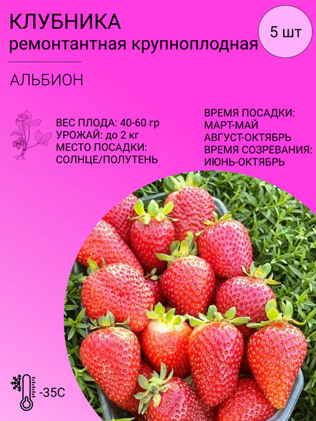 Клубника Клубника ремонтантная 5 шт - купить по выгодным ценам в ...