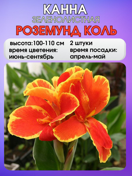 Клубни Russian Garden купить по выгодной цене в интернет-магазине OZON ...