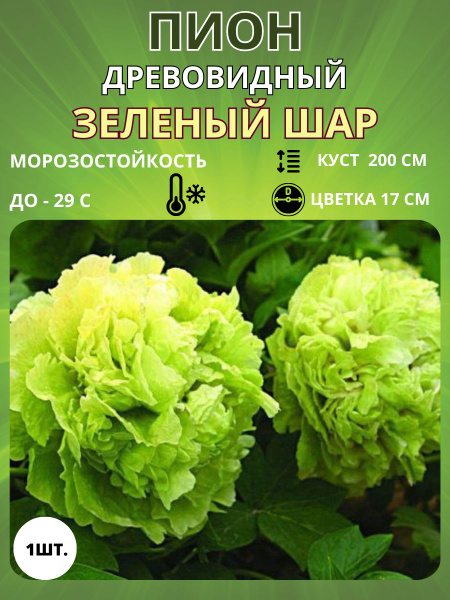 Пион, корень саженец для посадки купить на OZON по низкой цене (1492893768)
