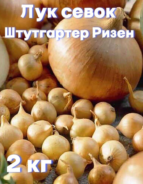 Лук севок, Лук Лук севок - купить по выгодным ценам в интернет-магазине ...