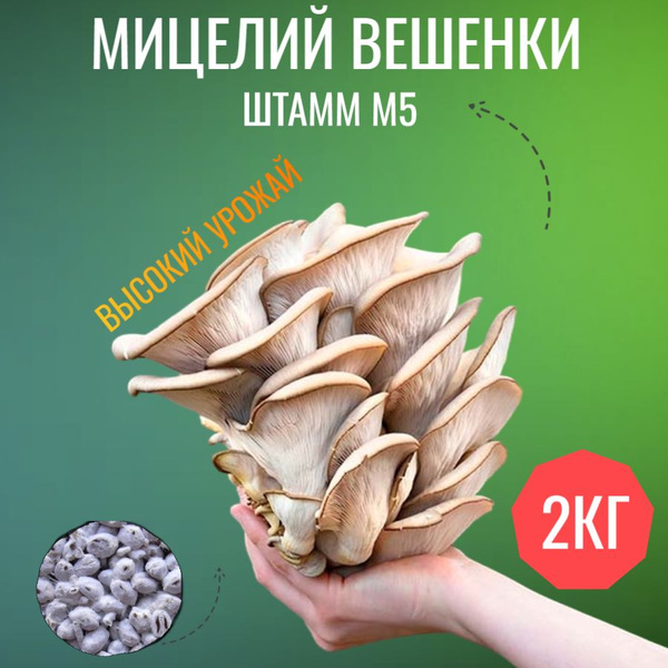 Мицелий вешенки зерновой (штамм М5) - 2 кг - купить по выгодным ценам в ...
