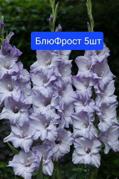 Луковицы Гладиолус купить по выгодной цене в интернет-магазине OZON ...