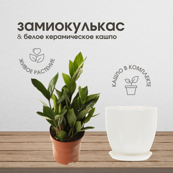 Замиокулькас Белый, 12 дм, 1 шт - купить по выгодной цене в интернет ...