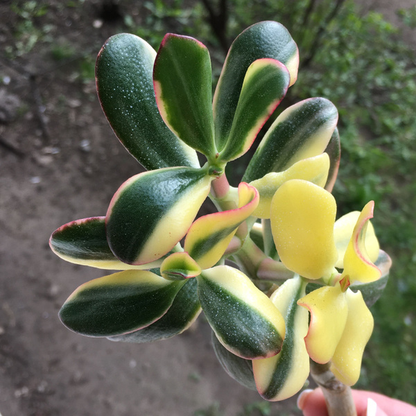 Крассула, Суккулент Бьюти реверс - купить по выгодной цене в интернет ...