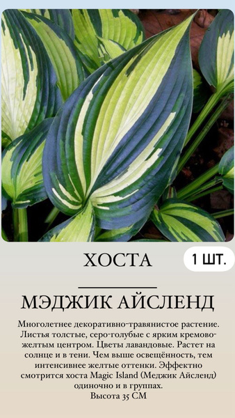 Хосты Хосточка1 - купить по выгодным ценам в интернет-магазине OZON ...