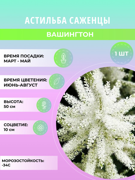 Астильба астильба1шт_Вашингтон - купить по выгодным ценам в интернет ...