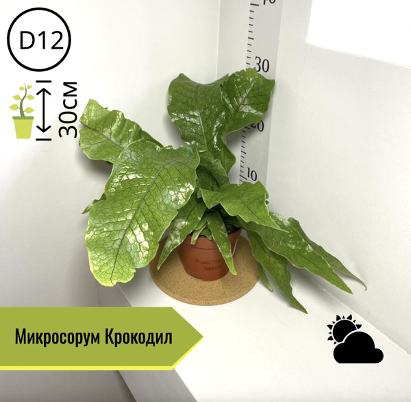 Папоротник Микросорум Крокодил Н30см, 12 дм, 1 шт - купить по выгодной ...