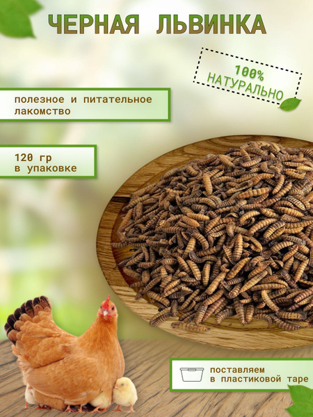Личинка черной львинки сушеная, 120гр - купить с доставкой по выгодным ...