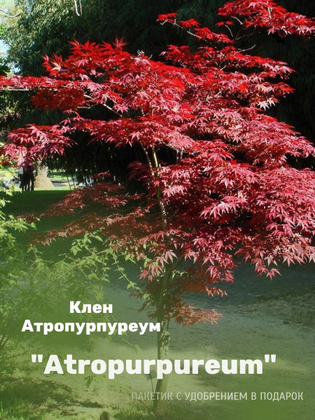 Клен японский Атропурпуреум -(саженец ЗКС) - купить с доставкой по ...