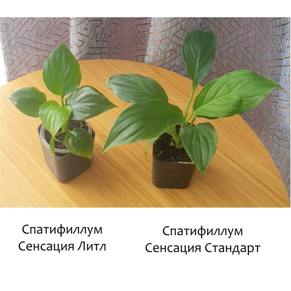 Набор Спатифиллум Сенсация + Сенсация Литл купить на OZON по низкой ...
