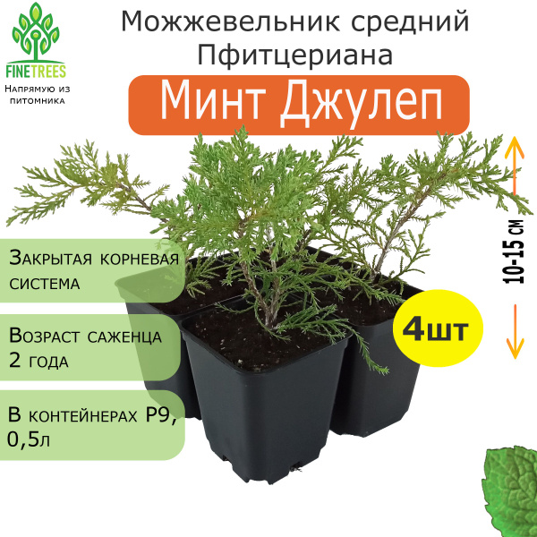 Можжевельник средний Минт Джулеп. 4 шт, ЗКС, Р9 (0,5 л). купить на OZON ...