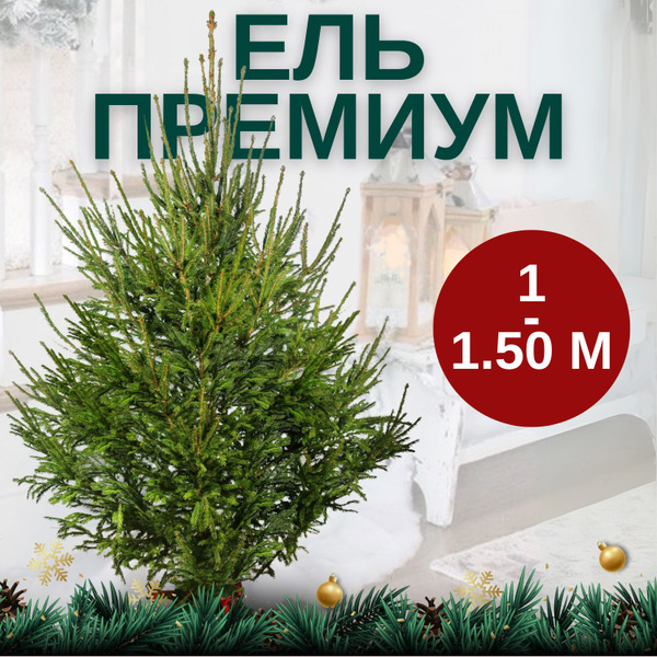 Елка живая, 125-150 см купить на OZON по низкой цене (1795386150)