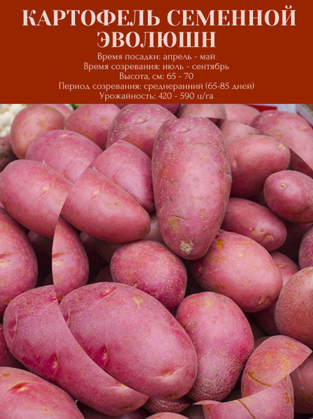 Картофель семенной клубни для посадки 3 кг купить на OZON по низкой ...