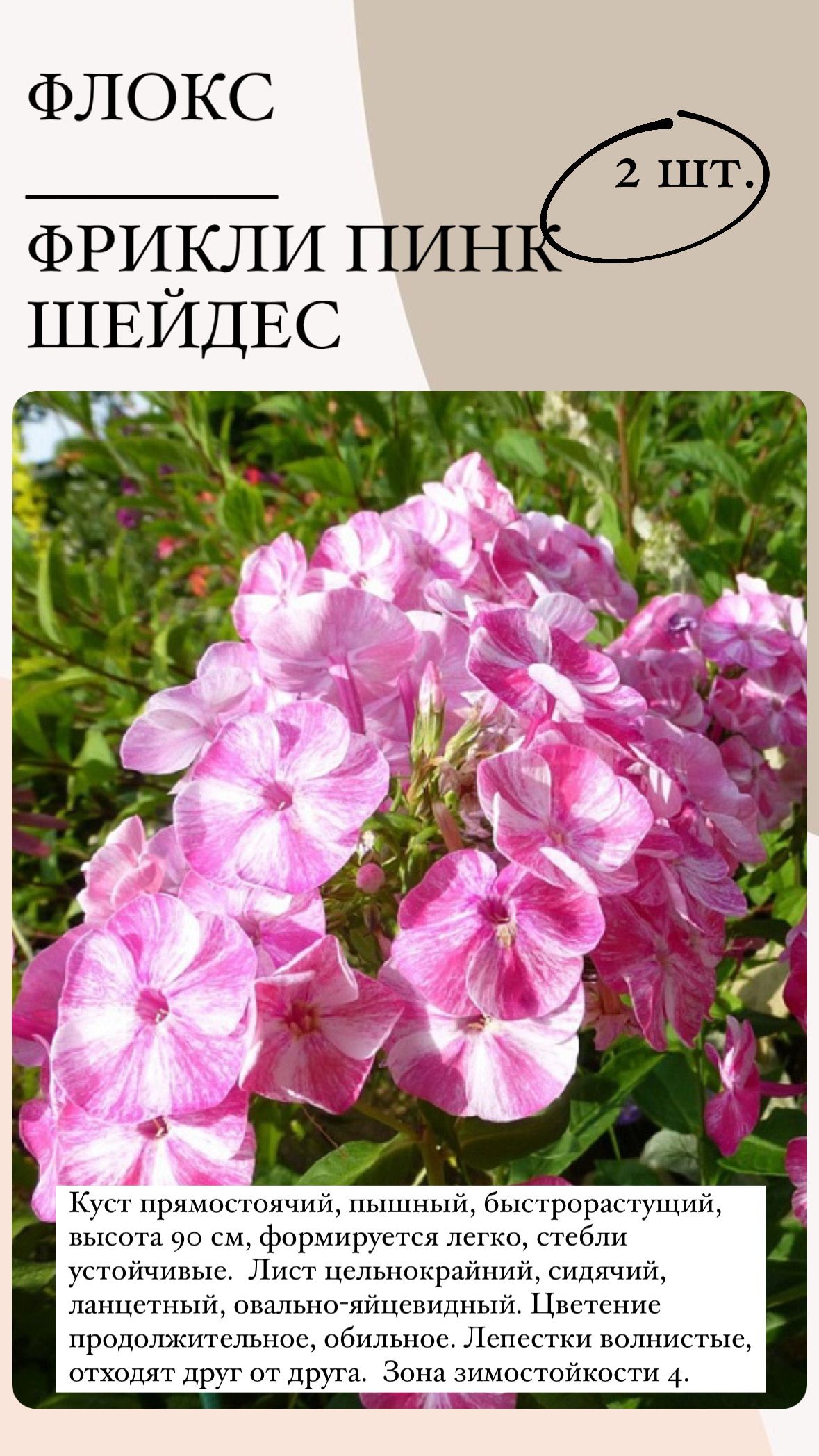 Флоксы характеристика