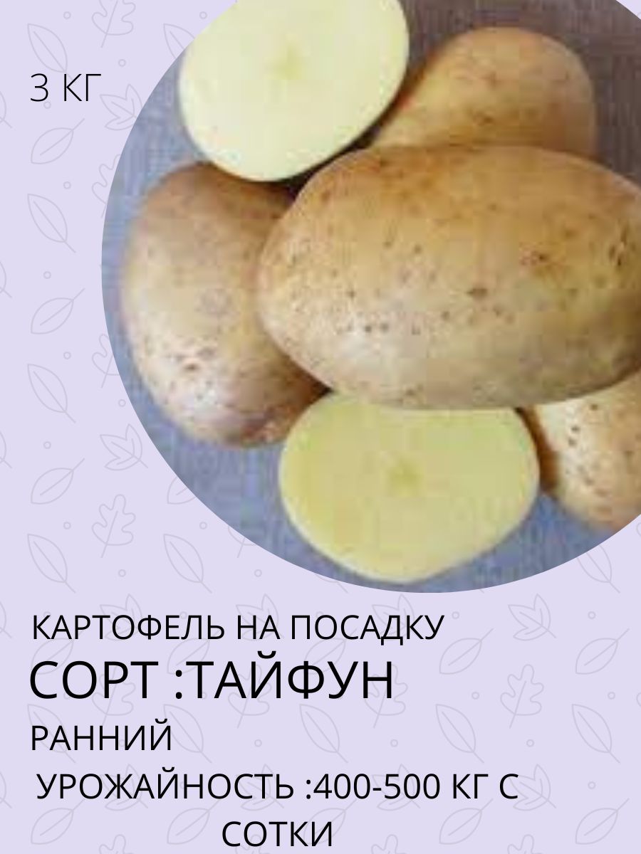 Картофель Уника Купить