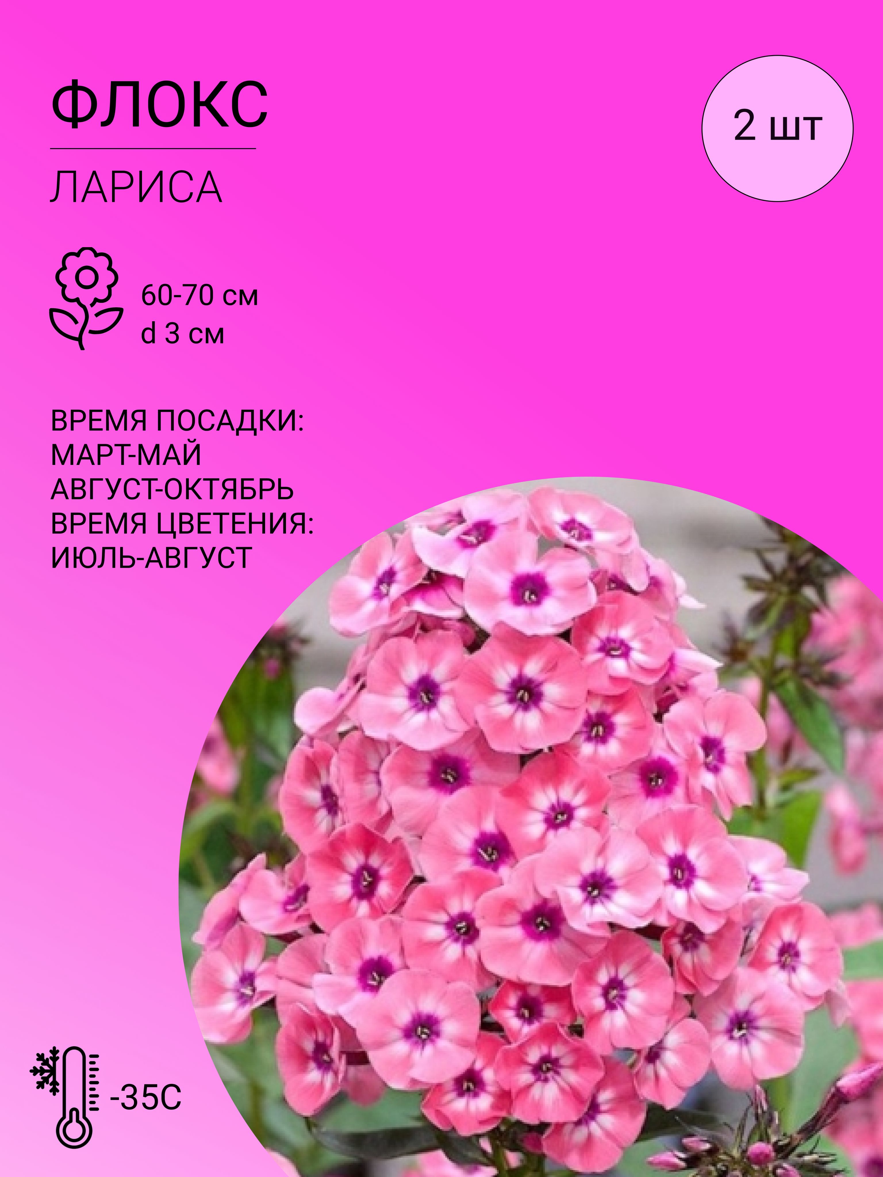 Флоксы характеристика