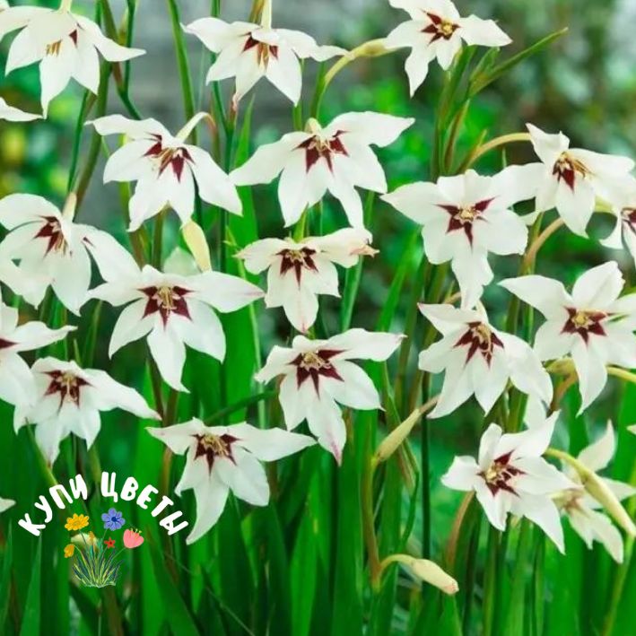 Ацидантера мирель. Ацидантера биколор. Ацидантера муриела описание и выращивание в открытом. Цветы ацидантера биколор. Ацидантера биколор.