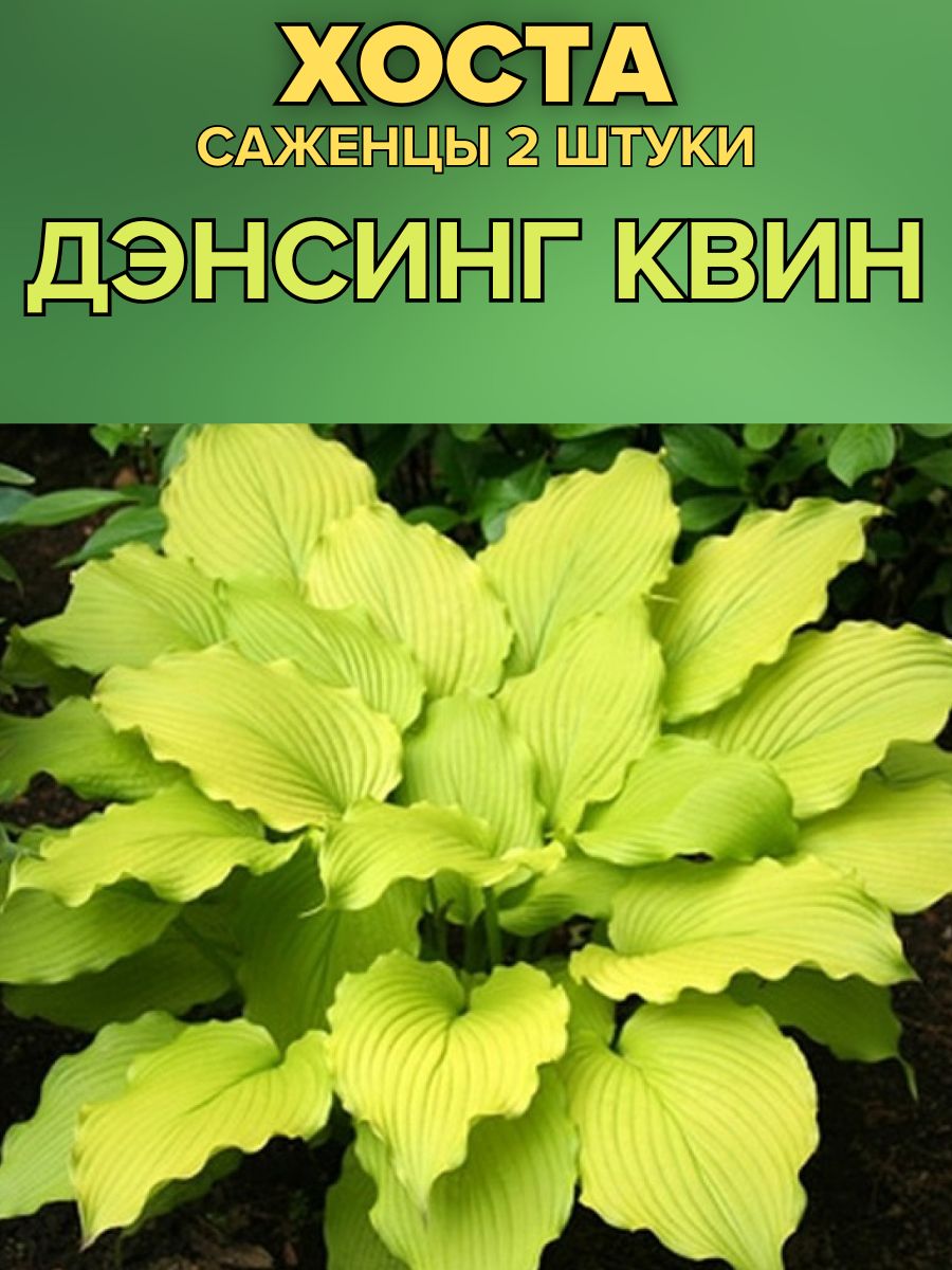 Сорта Желтых Хост С Фото