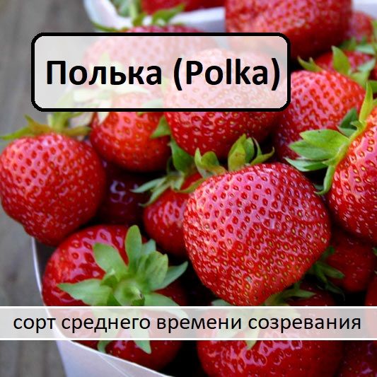 Саженцы Клубники сорт "Полька (Polka)" 6шт. в горшках Р9, КСД, среднего срока созревания, комплект из 6 шт. саженцев в горшках