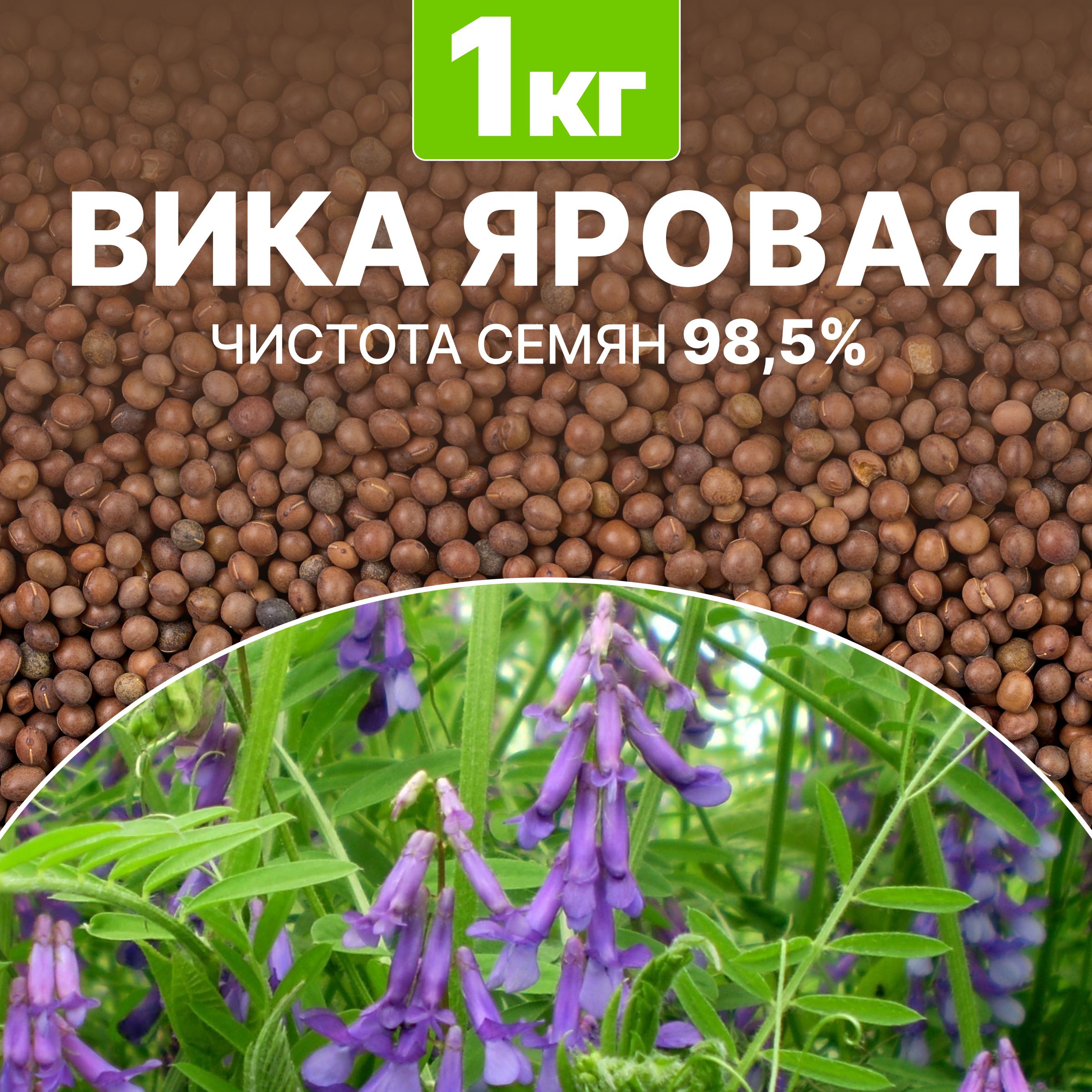Купить Семена Вики Яровой В Алтайском Крае