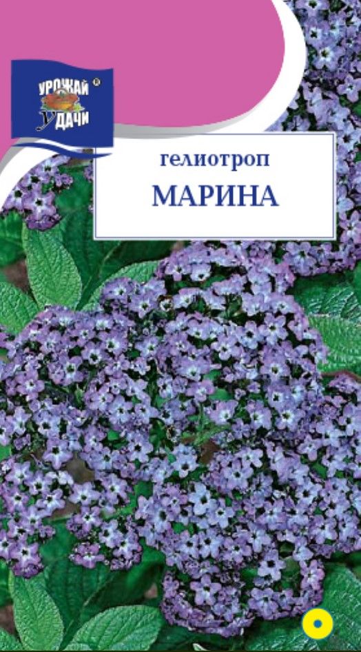 Гелиотроп Семена Купить В Магазине