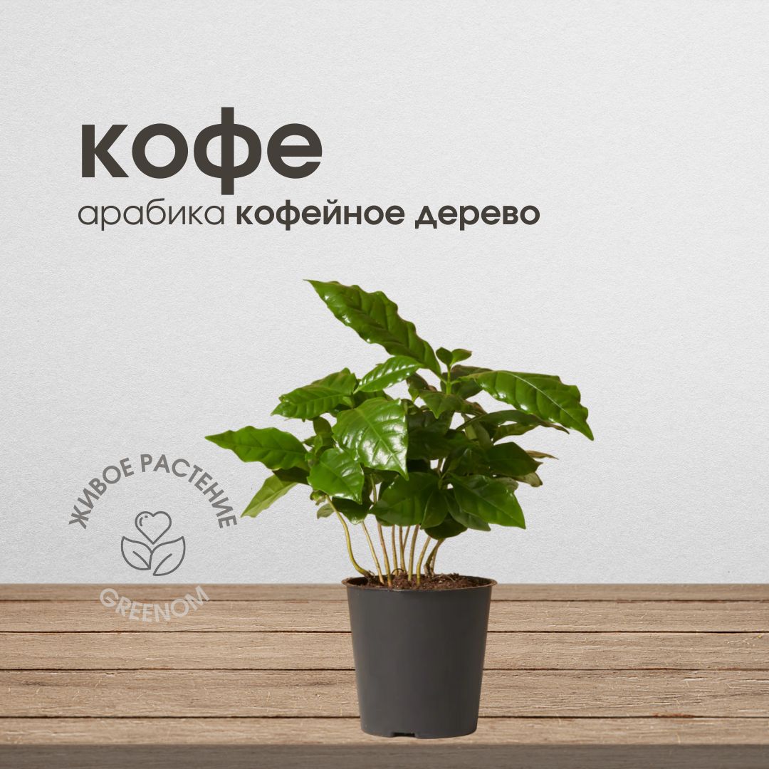 Кофейное дерево, Кофе Арабика, растение живое комнатное, диаметр кашпо 9 см