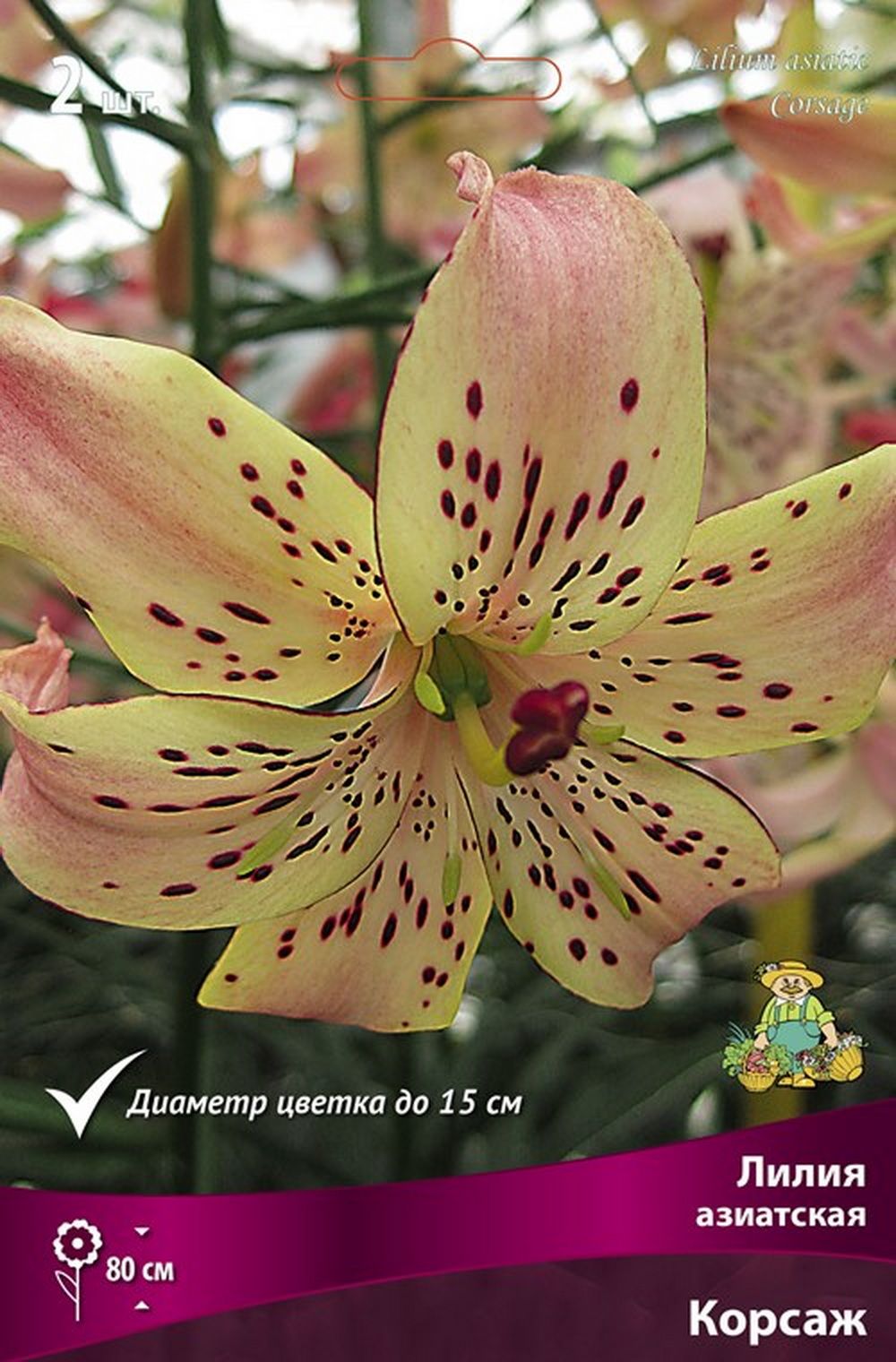 Купить Азиатские Лилии В Интернет Магазине
