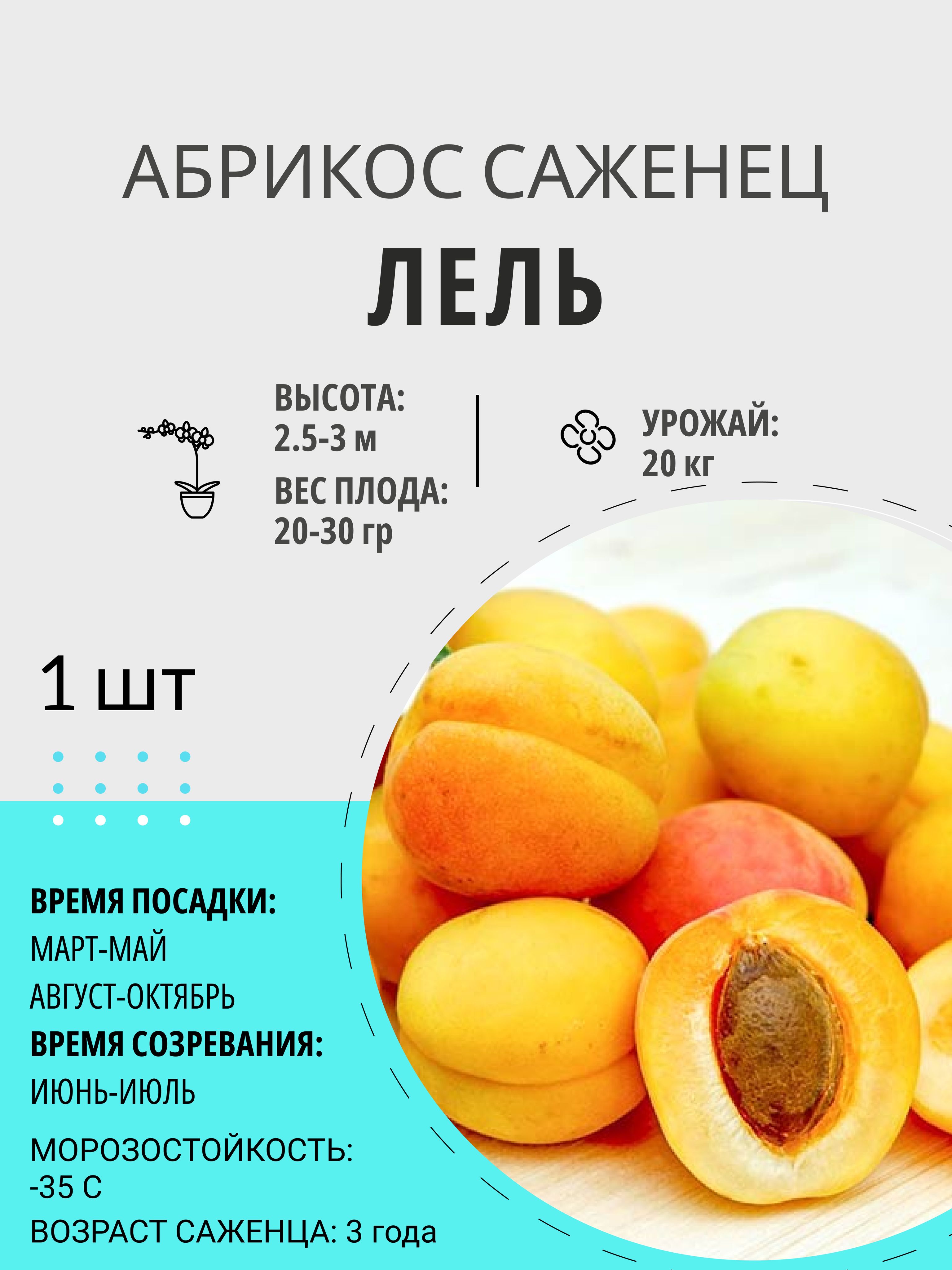 Абрикос Лель Описание Сорта Фото Отзывы