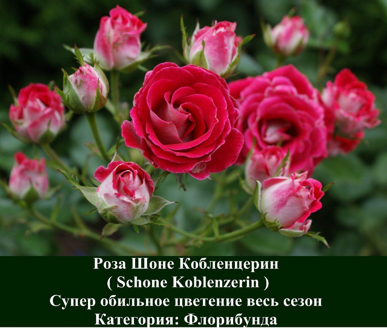 Роза кобленцерин фото и описание