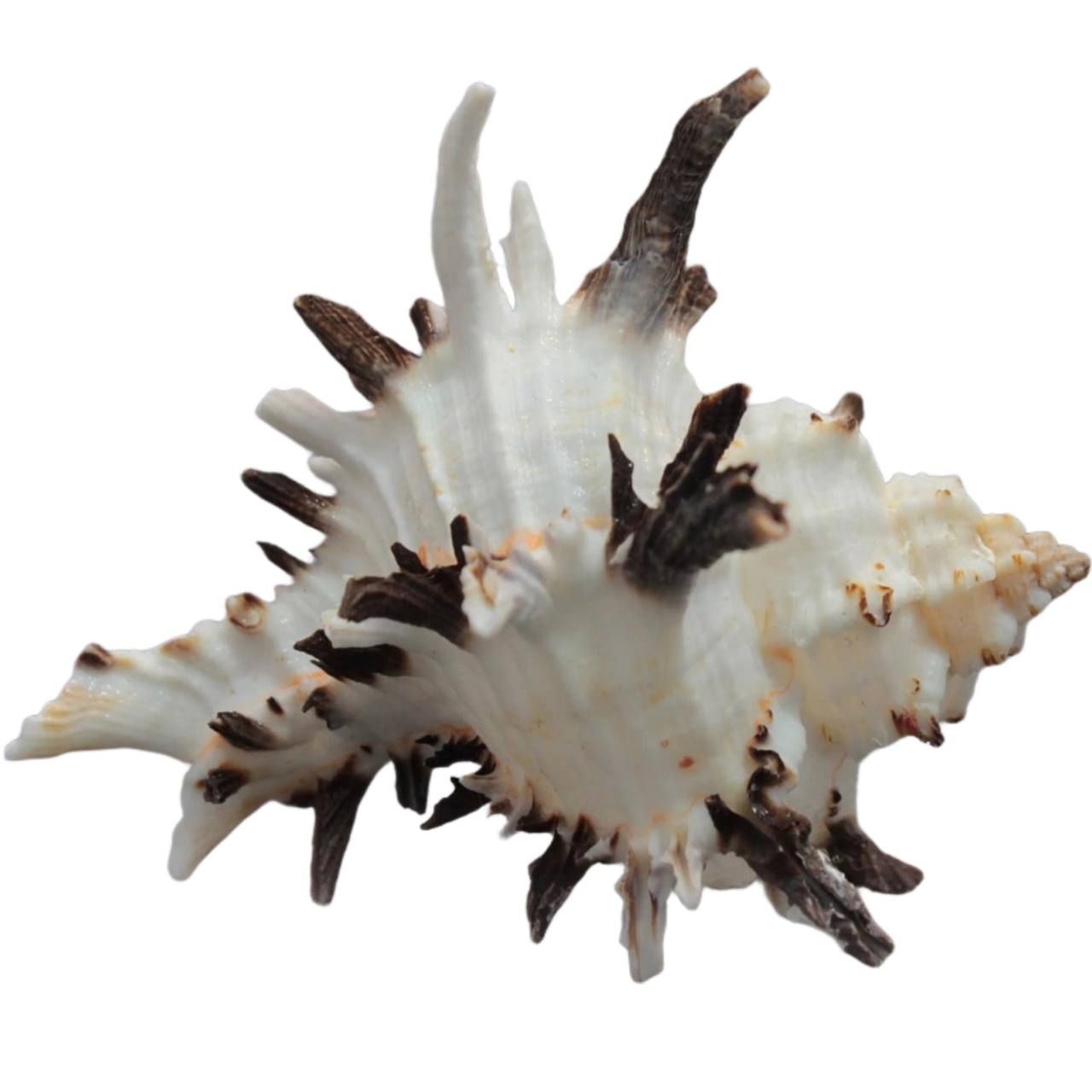 Ракушкиморские,натуральные,"Мурексиндивия",1кг