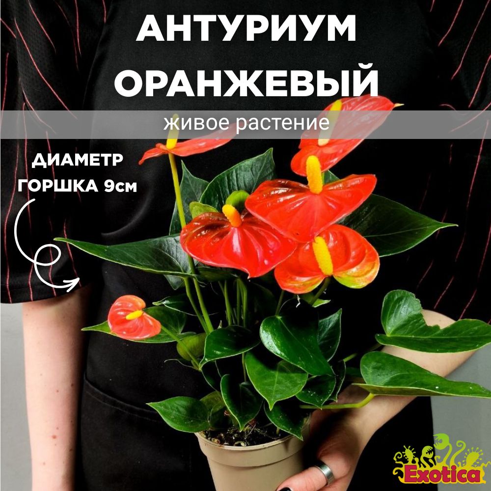 Антуриум Андре Оранжевый (Anthurium Аndraeanum Arange) D9см