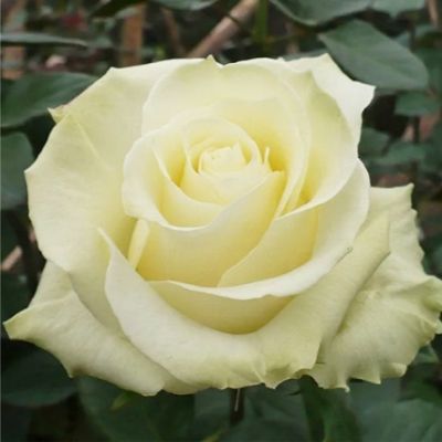 Роза мондиаль фото и описание отзывы