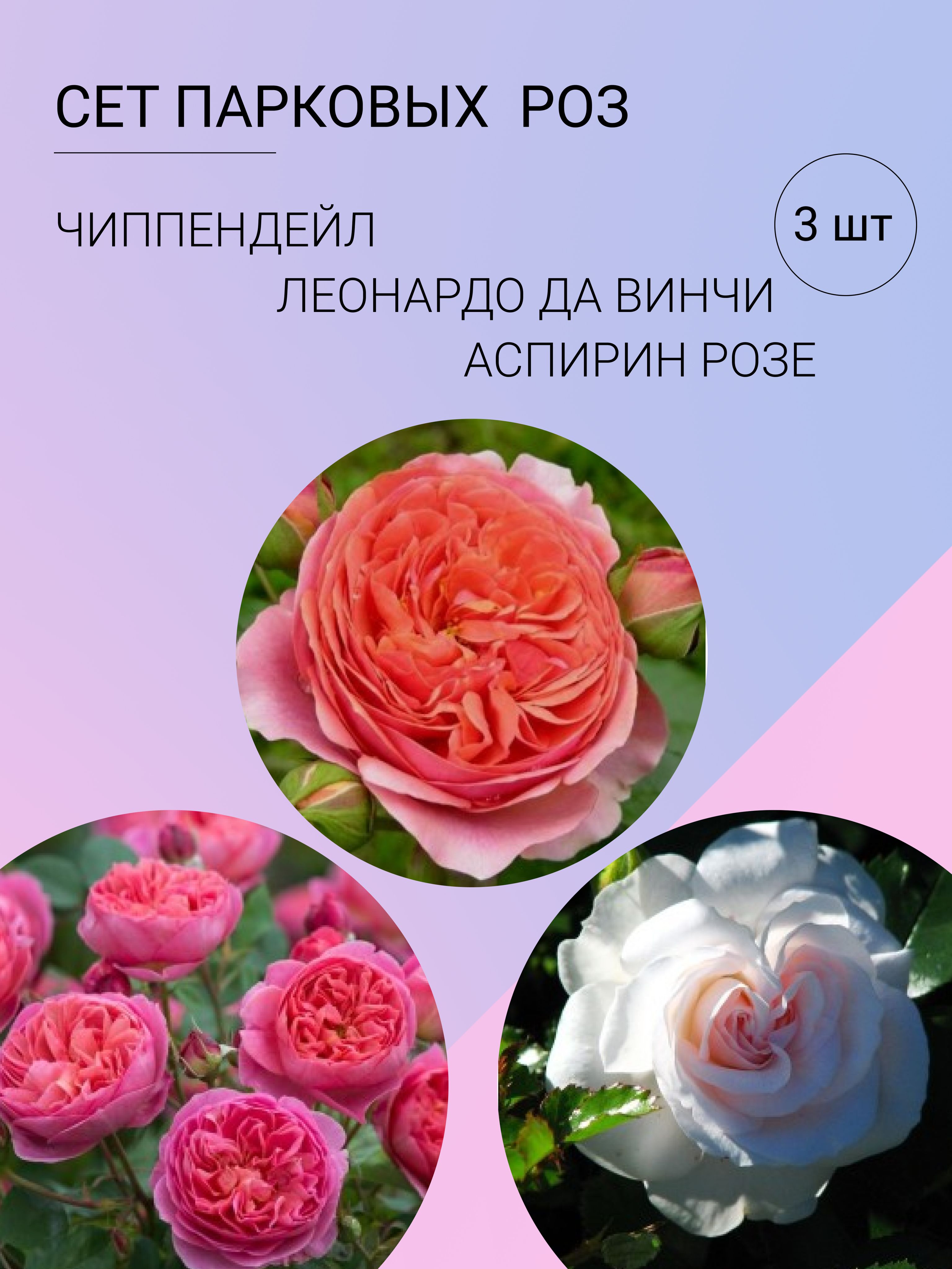 Роза розы3шт -...