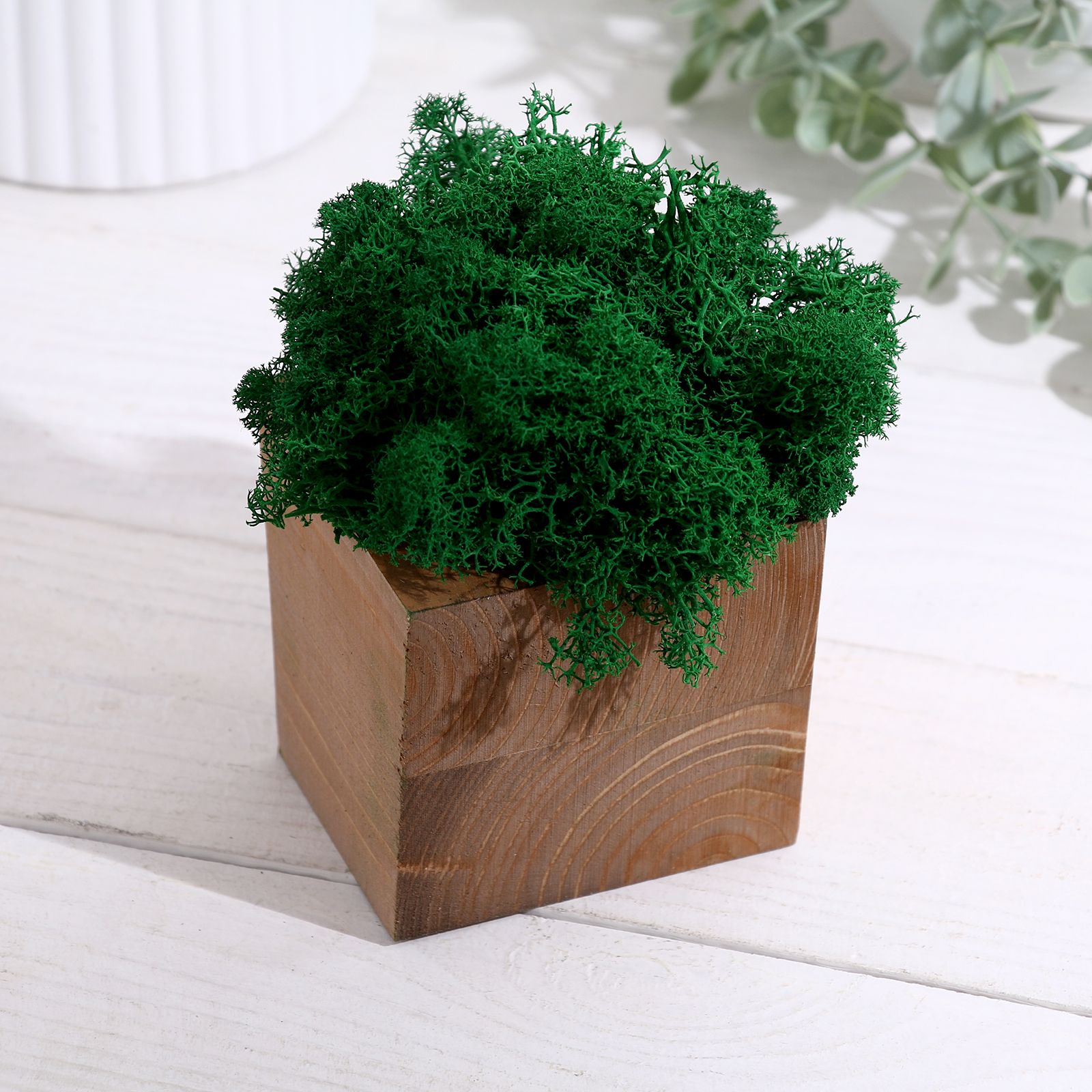 Кашпо композиция со мхом "Бриовуд", мох стабилизированный: Forest green (Зеленый лес)