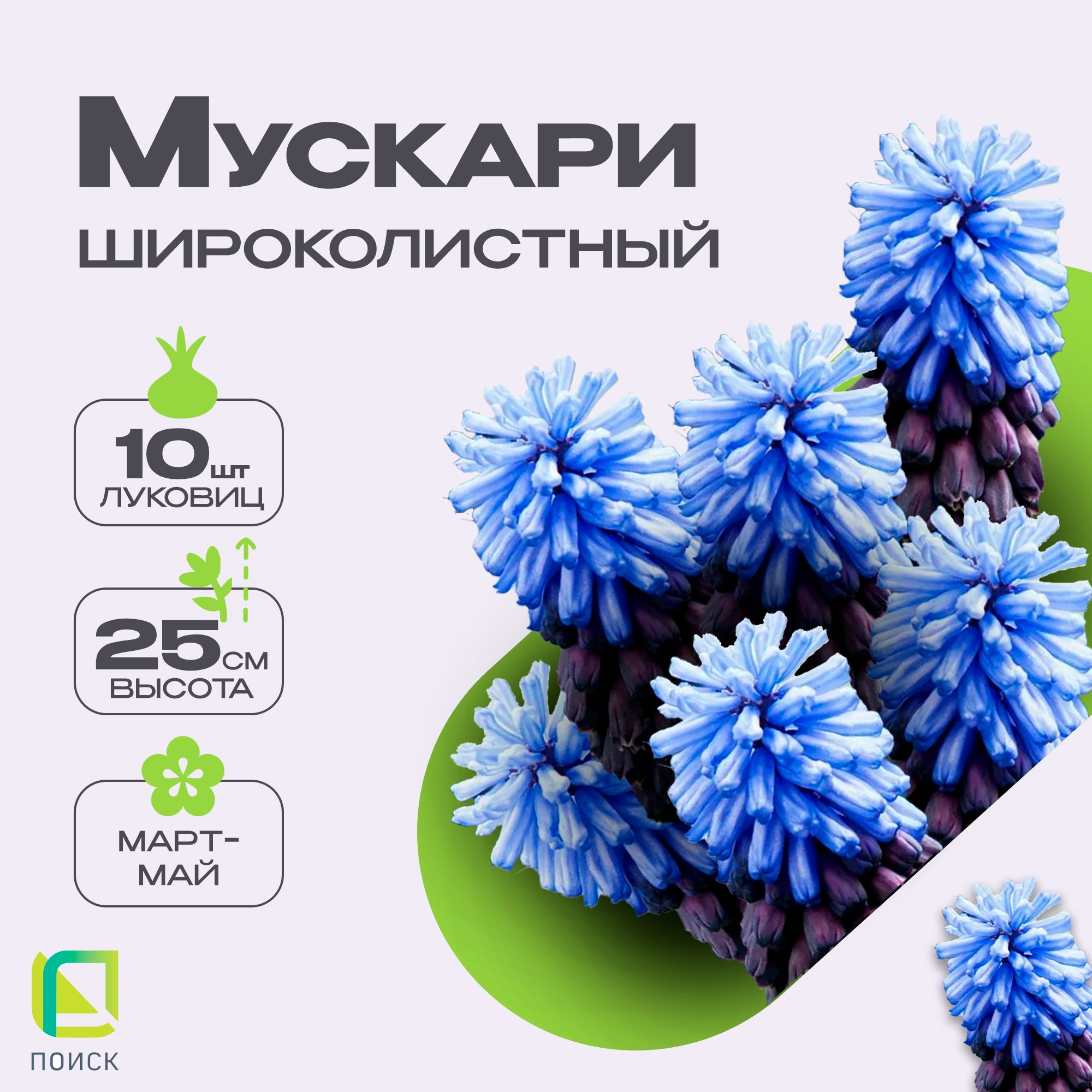 Мускари широколистный 10 луковиц, многолетние цветы