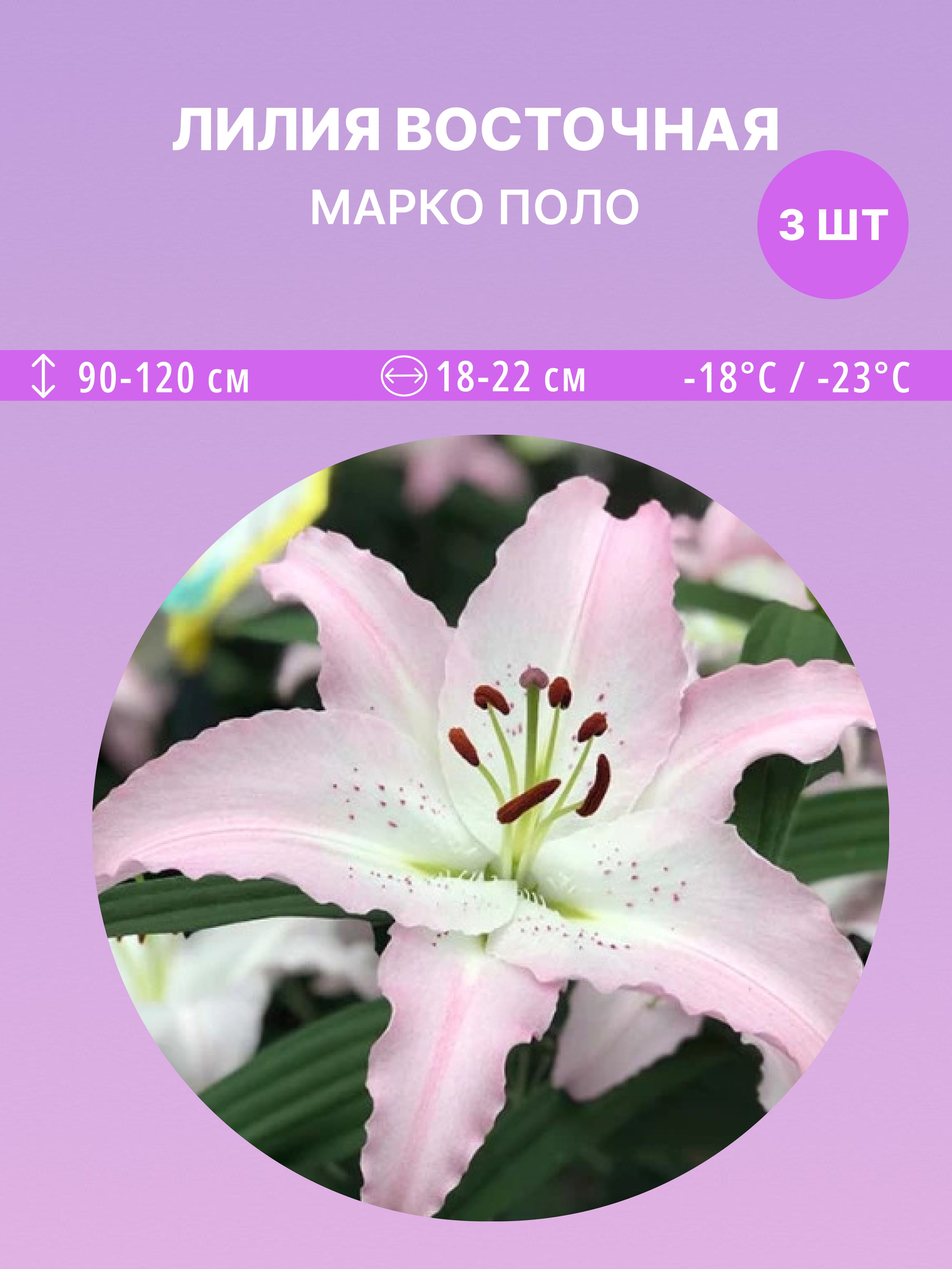 ЛилиявосточнаяМаркоПоло,многолетниецветыдлясадаидачи3луковицы